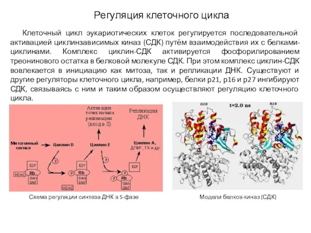 Регуляция клеточного цикла Клеточный цикл эукариотических клеток регулируется последовательной активацией циклинзависимых киназ