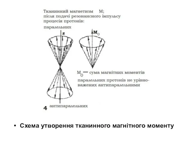 Схема утворення тканинного магнітного моменту