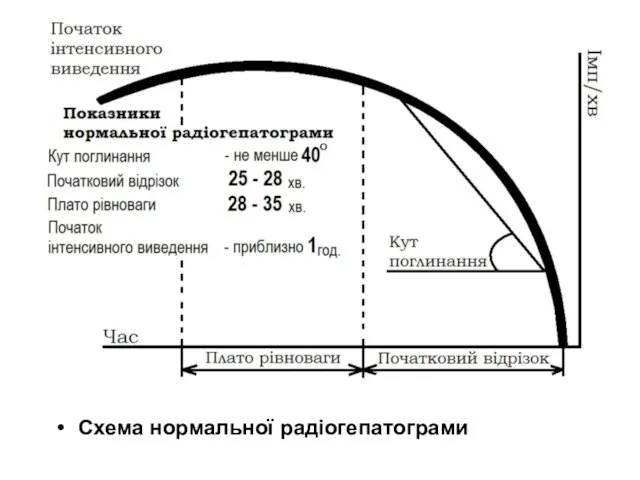 Схема нормальної радіогепатограми