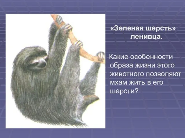 «Зеленая шерсть» ленивца. Какие особенности образа жизни этого животного позволяют мхам жить в его шерсти?