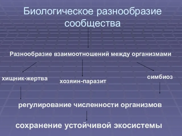 Биологическое разнообразие сообщества Разнообразие взаимоотношений между организмами хищник-жертва хозяин-паразит симбиоз регулирование численности организмов сохранение устойчивой экосистемы