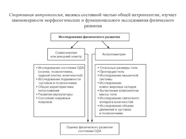 Спортивная антропология, являясь составной частью общей антропологии, изучает закономерности морфологических и функционального исследования физического развития