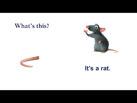 It’s a rat.