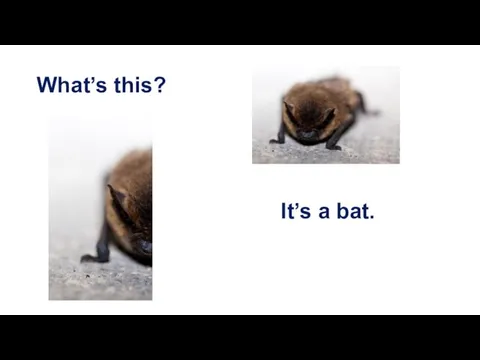What’s this? It’s a bat.
