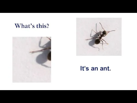 It’s an ant.