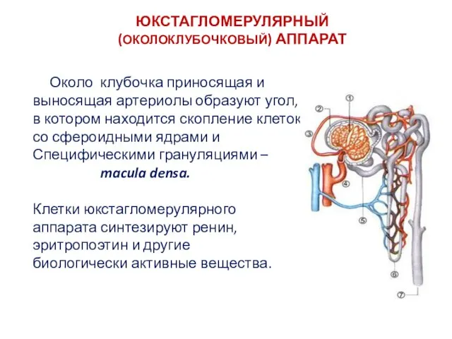 ЮКСТАГЛОМЕРУЛЯРНЫЙ (ОКОЛОКЛУБОЧКОВЫЙ) АППАРАТ Около клубочка приносящая и выносящая артериолы образуют угол, в