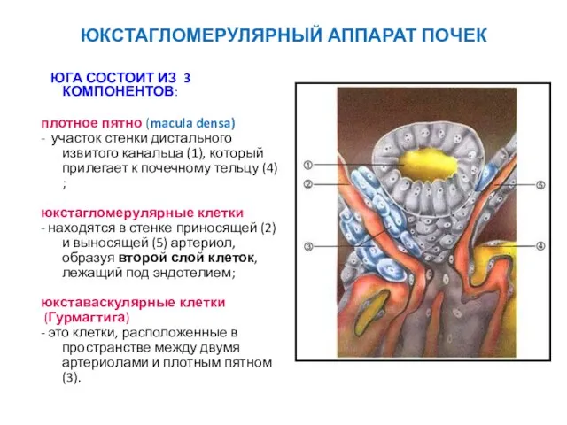 ЮКСТАГЛОМЕРУЛЯРНЫЙ АППАРАТ ПОЧЕК ЮГА СОСТОИТ ИЗ 3 КОМПОНЕНТОВ: плотное пятно (macula densa)