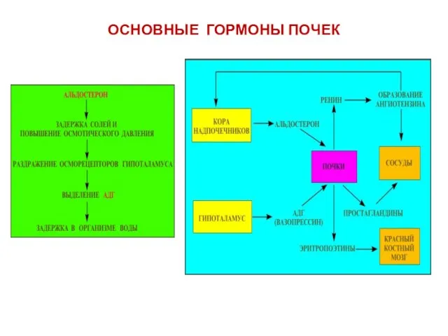 ОСНОВНЫЕ ГОРМОНЫ ПОЧЕК