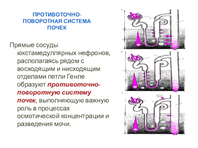 ПРОТИВОТОЧНО-ПОВОРОТНАЯ СИСТЕМА ПОЧЕК Прямые сосуды юкстамедуллярных нефронов, располагаясь рядом с восходящим и