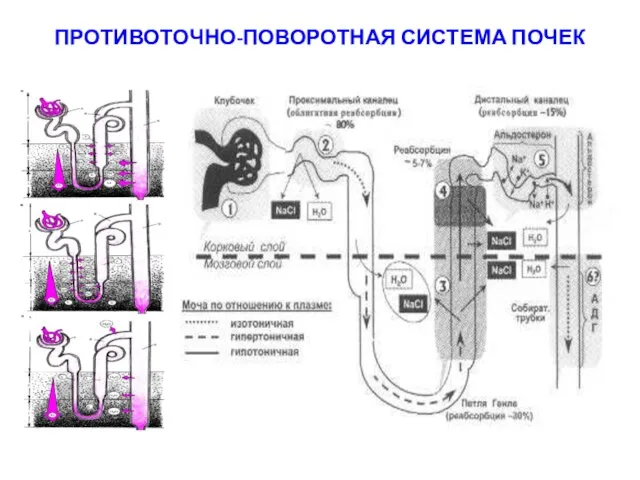 ПРОТИВОТОЧНО-ПОВОРОТНАЯ СИСТЕМА ПОЧЕК