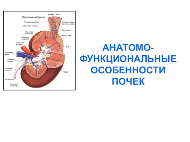 АНАТОМО-ФУНКЦИОНАЛЬНЫЕ ОСОБЕННОСТИ ПОЧЕК