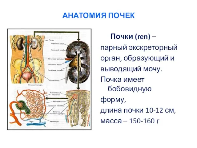 АНАТОМИЯ ПОЧЕК Почки (ren) – парный экскреторный орган, образующий и выводящий мочу.