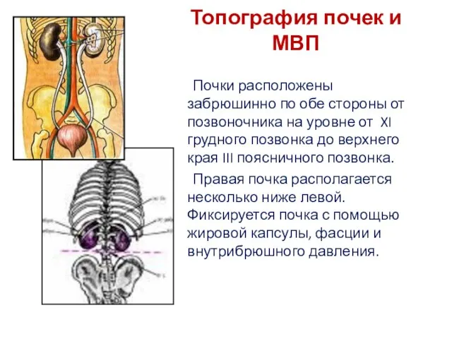 Топография почек и МВП Почки расположены забрюшинно по обе стороны от позвоночника