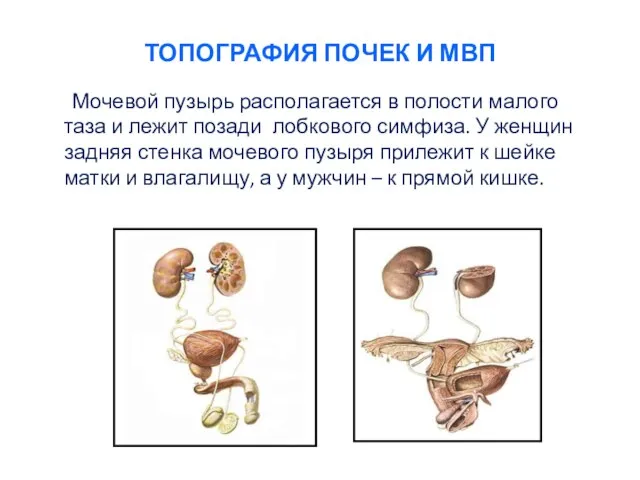 ТОПОГРАФИЯ ПОЧЕК И МВП Мочевой пузырь располагается в полости малого таза и