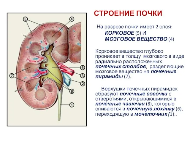 СТРОЕНИЕ ПОЧКИ На разрезе почки имеет 2 слоя: КОРКОВОЕ (5) И МОЗГОВОЕ