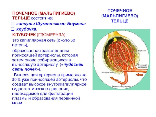 ПОЧЕЧНОЕ (МАЛЬПИГИЕВО) ТЕЛЬЦЕ ПОЧЕЧНОЕ (МАЛЬПИГИЕВО) ТЕЛЬЦЕ состоит из: капсулы Шумлянского-Боумена клубочка. КЛУБОЧЕК