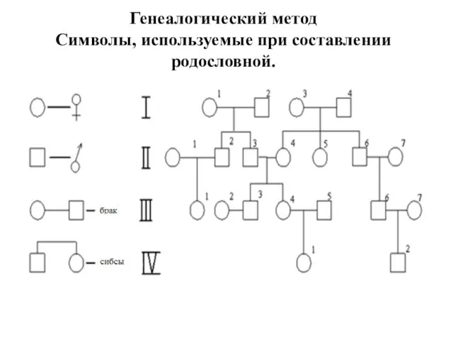 Генеалогический метод Символы, используемые при составлении родословной.