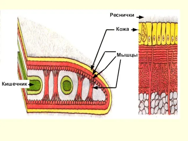 Строение планарии Мышцы Кожа Реснички Кишечник