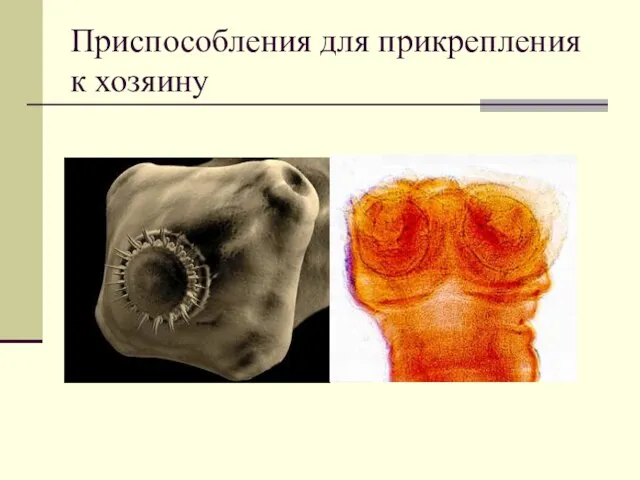 Приспособления для прикрепления к хозяину