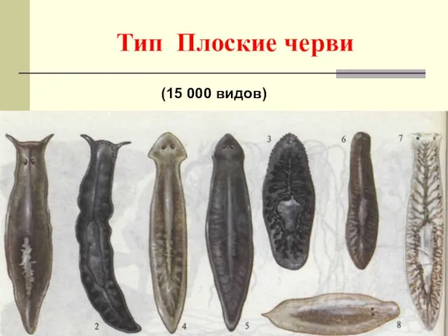 Тип Плоские черви (15 000 видов)
