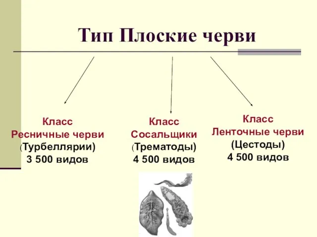 Тип Плоские черви Класс Ленточные черви (Цестоды) 4 500 видов Класс Сосальщики