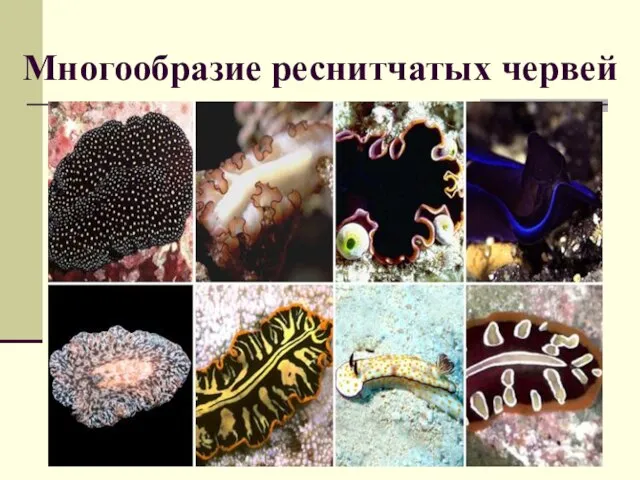 Многообразие реснитчатых червей