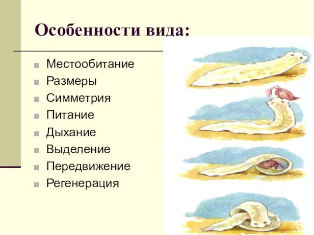 Особенности вида: Местообитание Размеры Симметрия Питание Дыхание Выделение Передвижение Регенерация