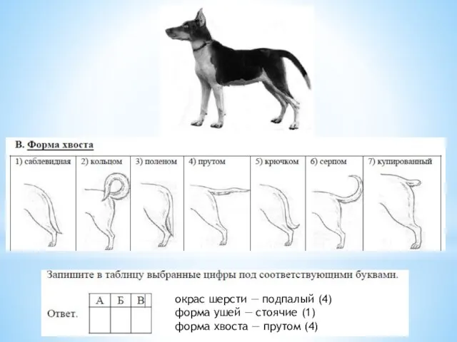 4 1 4 окрас шерсти — подпалый (4) форма ушей — стоячие