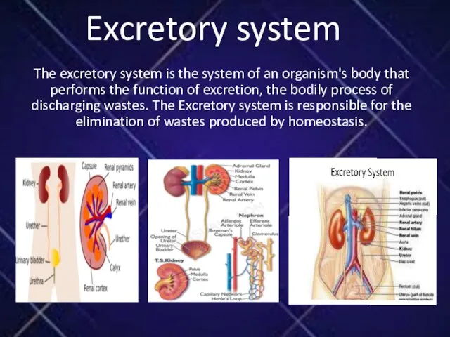 Excretory system The excretory system is the system of an organism's body