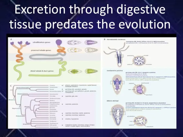 Excretion through digestive tissue predates the evolution