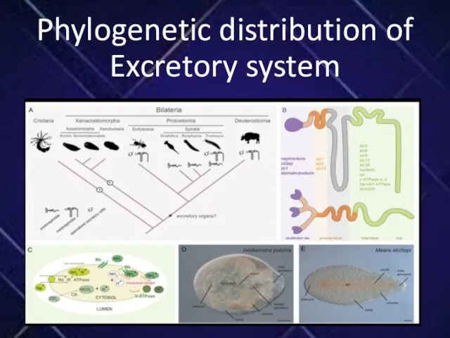 Phylogenetic distribution of Excretory system