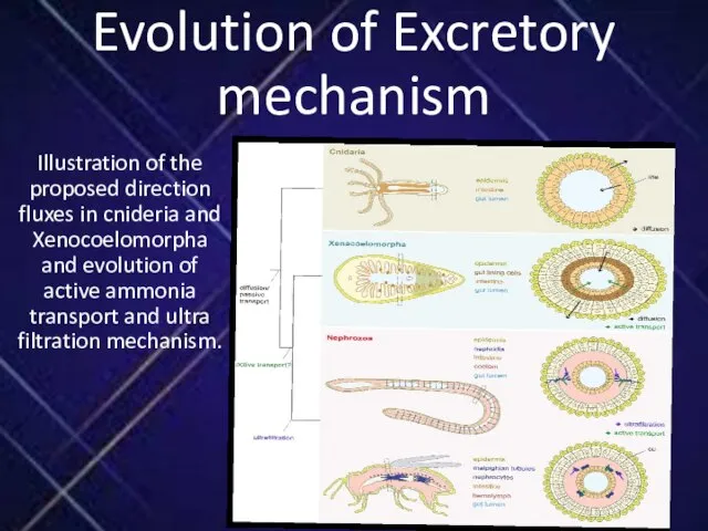 Evolution of Excretory mechanism Illustration of the proposed direction fluxes in cnideria