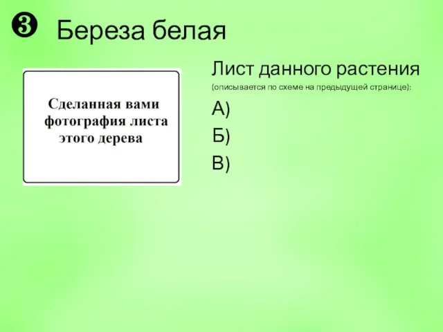 Береза белая Лист данного растения (описывается по схеме на предыдущей странице): А) Б) В) ❸