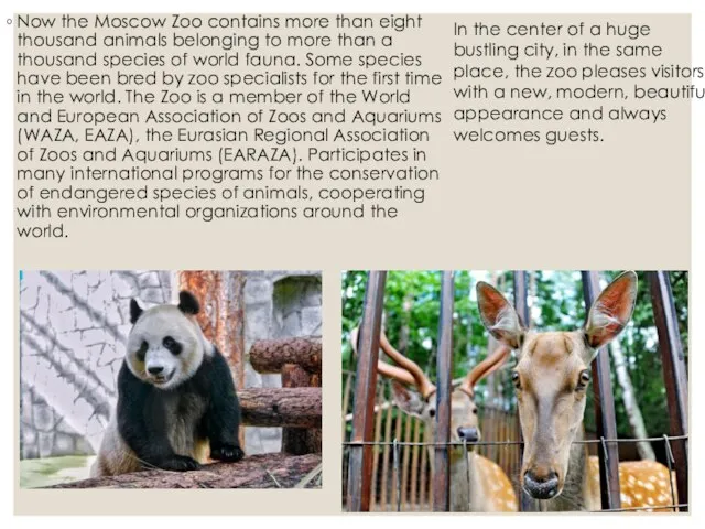 Now the Moscow Zoo contains more than eight thousand animals belonging to