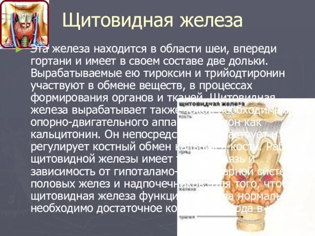 Щитовидная железа Эта железа находится в области шеи, впереди гортани и имеет