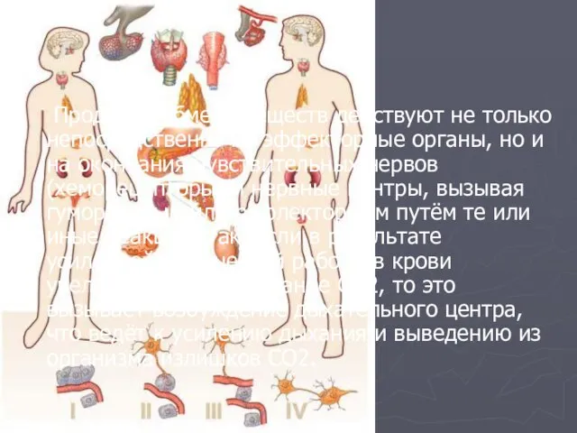 Продукты обмена веществ действуют не только непосредственно на эффекторные органы, но и