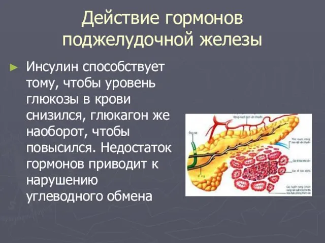 Действие гормонов поджелудочной железы Инсулин способствует тому, чтобы уровень глюкозы в крови