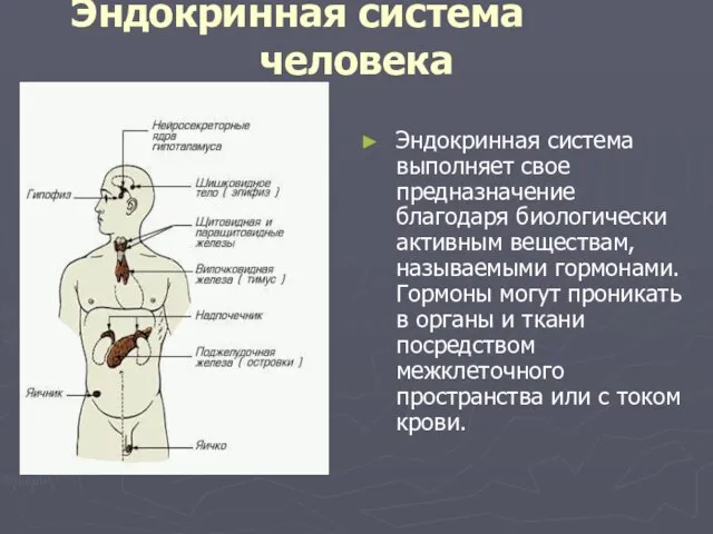 Эндокринная система человека Эндокринная система выполняет свое предназначение благодаря биологически активным веществам,