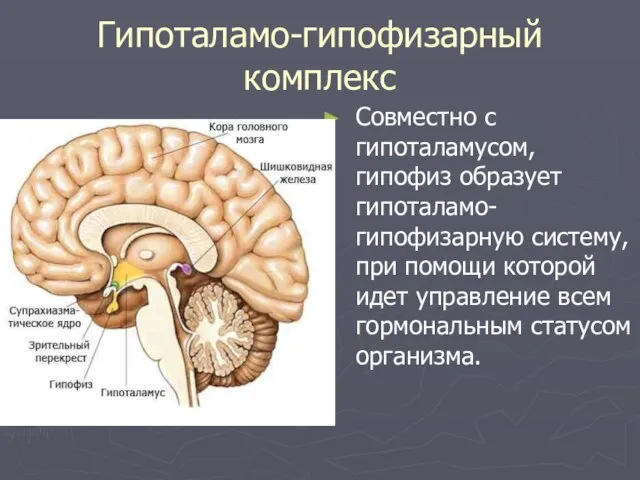 Гипоталамо-гипофизарный комплекс Совместно с гипоталамусом, гипофиз образует гипоталамо-гипофизарную систему, при помощи которой