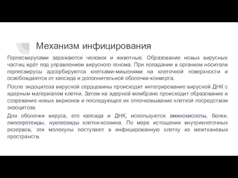 Механизм инфицирования Герпесвирусами заражаются человек и животные. Образование новых вирусных частиц идёт