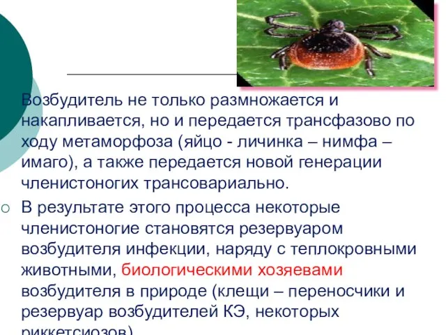 Возбудитель не только размножается и накапливается, но и передается трансфазово по ходу