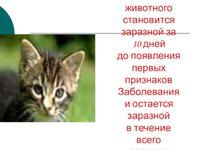 Слюна животного становится заразной за 10 дней до появления первых признаков Заболевания