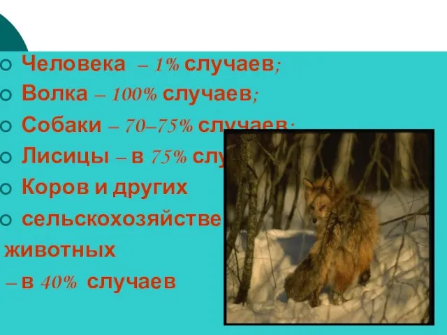 Человека – 1% случаев; Волка – 100% случаев; Собаки – 70–75% случаев;