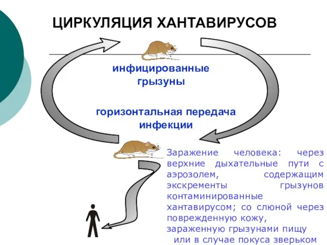 инфицированные грызуны горизонтальная передача инфекции Заражение человека: через верхние дыхательные пути с