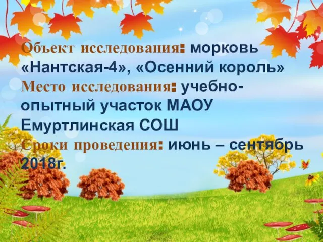 Объект исследования: морковь «Нантская-4», «Осенний король» Место исследования: учебно-опытный участок МАОУ Емуртлинская