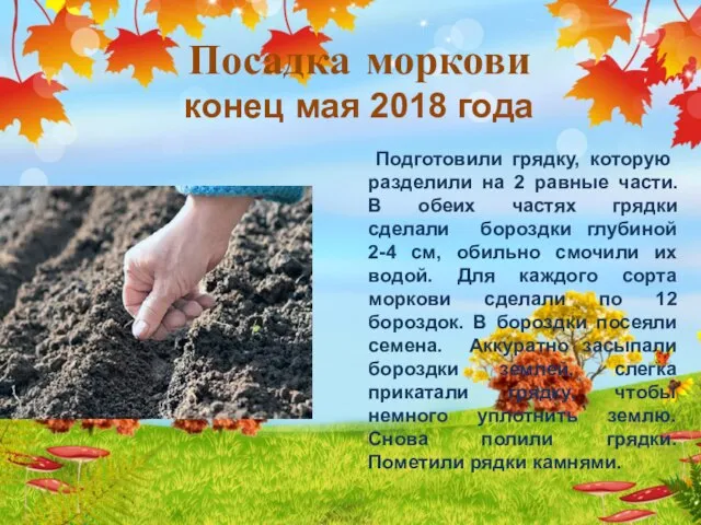 Посадка моркови конец мая 2018 года Подготовили грядку, которую разделили на 2