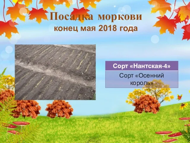 Посадка моркови конец мая 2018 года