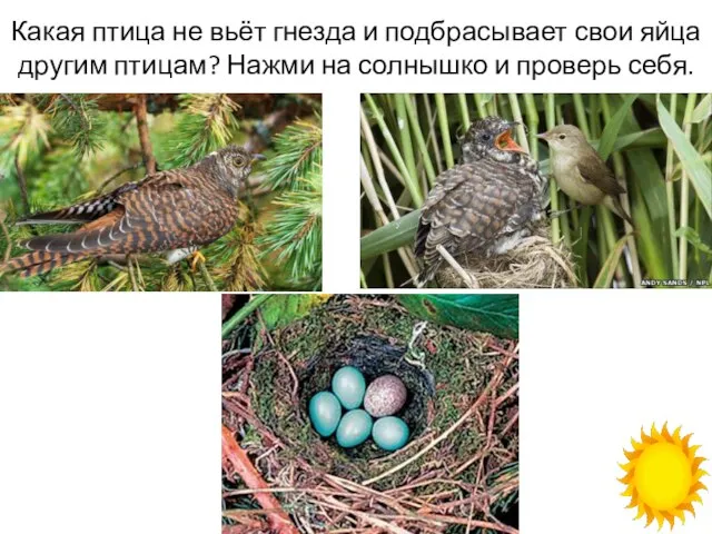 Какая птица не вьёт гнезда и подбрасывает свои яйца другим птицам? Нажми
