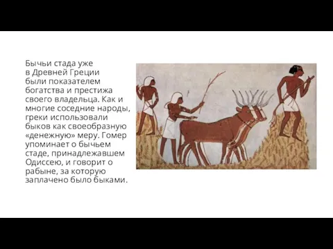 Бычьи стада уже в Древней Греции были показателем богатства и престижа своего