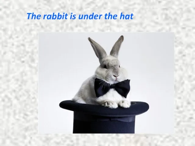The rabbit is under the hat